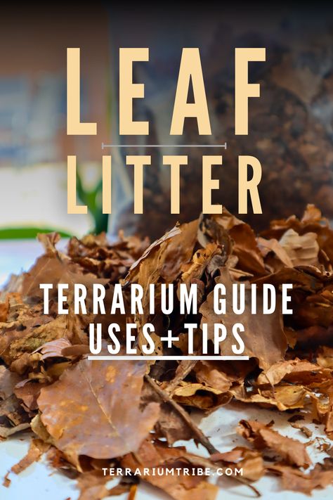 Leaf litter has long been a bioactive mainstay in the industry.  It’s an easy way to add a touch of earthy color and texture, along with the critical bioactive fuel your terrarium (and its potential inhabitants) may need.   So, in this guide, we’ll cover the different types of litter, plus important considerations in choosing and using leaf litter in various setups with reptiles, isopods, and more. Isopod Terrarium Ideas, Open Terrarium Ideas, Closed Terrarium Ideas, Isopod Terrarium, Animal Terrarium, Bioactive Terrarium, Leaf Litter, Unique Terrarium, Closed Terrarium