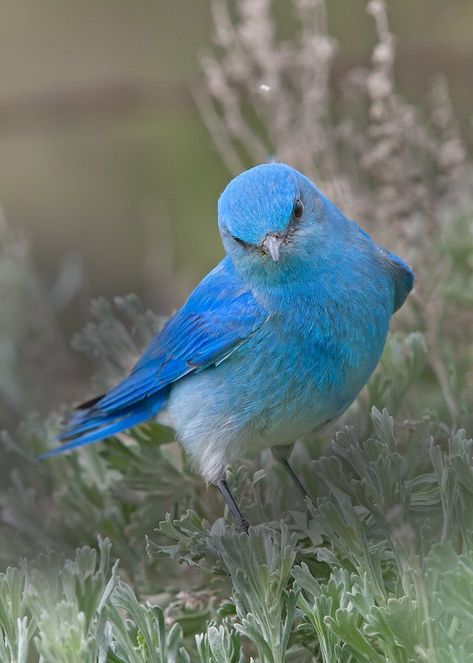 Life — fat-birds: the mountain bluebird of happiness. Bird Rocks, Blue Bird Of Happiness, Mountain Bluebird, Bluebird Of Happiness, Fat Bird, Bird Barn, Snowy Owl, Barn Owl, Little Birds