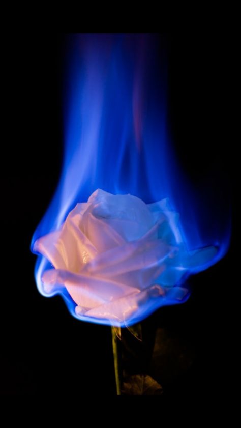 Rose On Fire, Blue Aesthetic Dark, Dark Blue Wallpaper, Light Blue Aesthetic, Fire Flower, Wallpaper Flower, Blue Aesthetic Pastel, Blue Flames, Rose Wallpaper