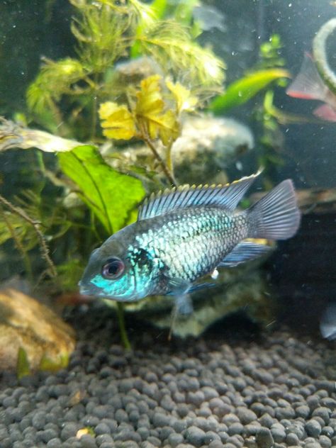 American Cichlid, South American Cichlids, Live Fish, Tropical Aquarium, Fish Stock, Home Aquarium, Amazon Beauty Products, Angel Fish, Freshwater Fish