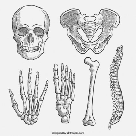 Skeleton Body Parts, Bone Drawing, Skeleton Parts, Body Part Drawing, Human Body Drawing, Skeleton Drawings, Human Body Parts, Human Anatomy Art, Medical Art