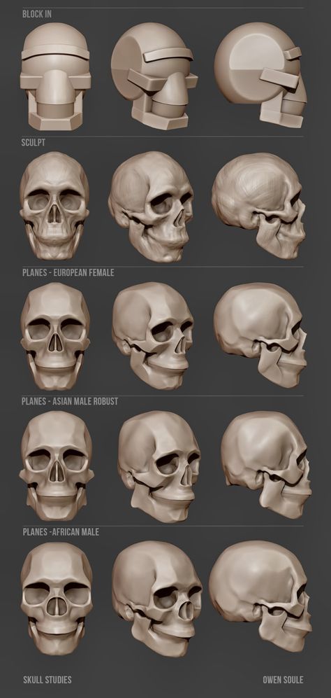 Skulls Drawing Reference, 3d Skull Art, How To Sculpt A Skull, Skull Sculpture Art, Skull Turnaround, Skull Art Reference, Skull Reference Anatomy, Skull Reference Drawing, Bones Reference