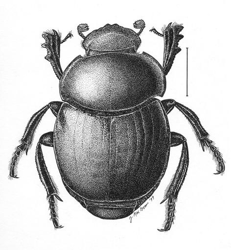 Dot Drawings, Beetle Illustration, Beetle Tattoo, Dotted Drawings, Tattoo Reference, Fruits Drawing, Scientific Illustration, Tattoos Ideas, Beetles