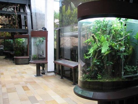 Amazon Rising - Shedd Aquarium Terrariums Boa Enclosure, Frog Vivarium, Emerald Tree Boa, Frog Tank, Shedd Aquarium, Exhibit Ideas, Zoo Ideas, Vivarium, Fish Tanks