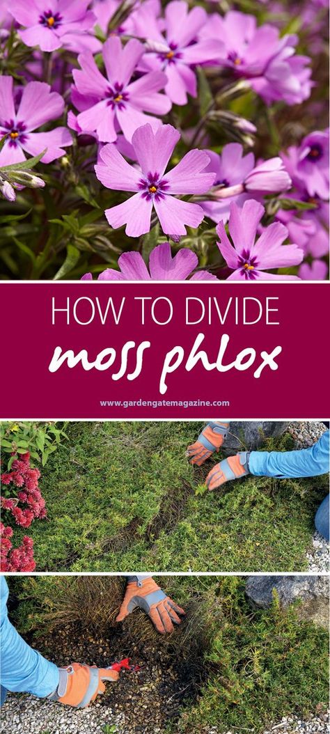 Phlox Ground Cover, Smart Gardening, Phlox Plant, Moss Phlox, Spring Perennials, Phlox Flowers, Frugal Gardening, Front Flower Beds, Creeping Phlox