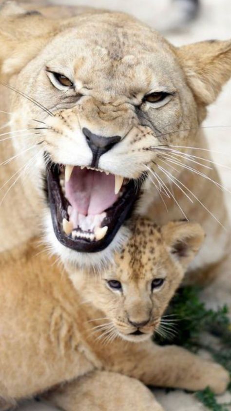 Barbary Lion, Lion Love, African Lion, Lion Cub, Open Mouth, Mother And Child, Big Cats, Wild Cats