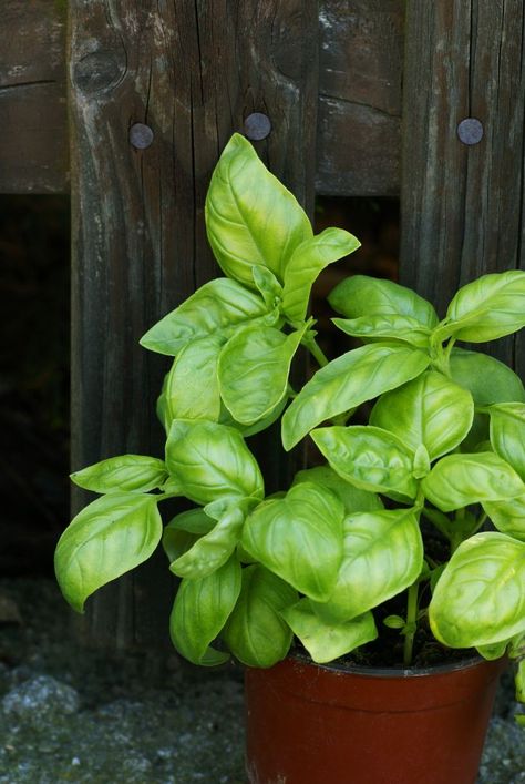 Tomato Container Gardening, Harvesting Basil, Growing Basil, Plant Pests, Japanese Beetles, Basil Plant, Garden Pest Control, Healthy Lawn, Your Pretty