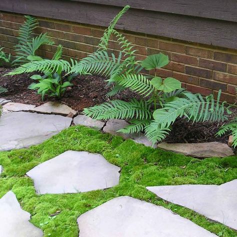 Lakehouse Backyard, Moss Landscaping, Best Ground Cover Plants, Moss Lawn, Moss Growing, Rock Path, Growing Moss, Lawn Alternatives, Hanging Plants Indoor