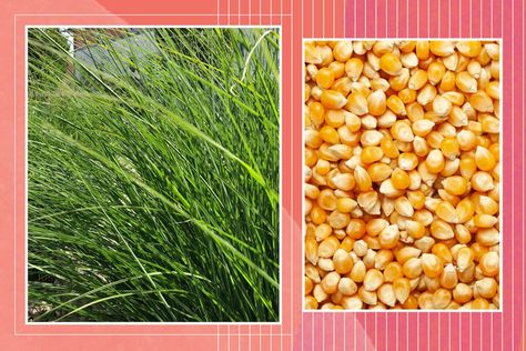 Popcorn Grass Is So Easy to Grow—And the Seeds May Already Be In Your Pantry Ornamental Grasses For Shade, Shade Grass, Ornamental Grass, Gardening Trends, Garden Pests, Ornamental Grasses, Edible Garden, Decorating On A Budget, Lawn And Garden