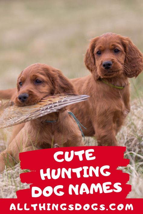 One way to truly connect your hunting companion to the nature they will be surrounded by is to choose a name from nature. Check out our list of cute hunting dog names inspired by the great outdoors for inspiration.  #cutehuntingdognames #huntingdognames #cutenamesforahuntingdog Hunting Dog Names, Boy Dog Names, Girl Dog Names, Female Dog Names, Cute Names For Dogs, Hunting Girls, Farm Dogs, Bird Hunting, Hunting Dog