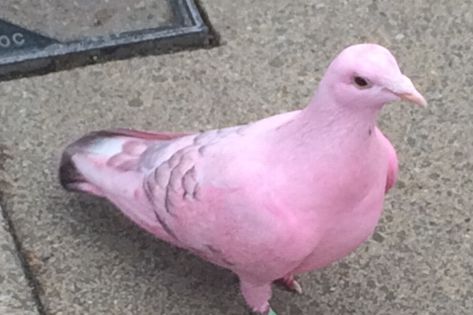 Locals stunned after spotting 'rare' pink pigeon on high street - Birmingham Live Pink Pigeon, King Pigeon, White Pigeon, Pigeon Breeds, Flamingo Color, Splash Of Colour, Pink Images, Rare Birds, Colorful Bird