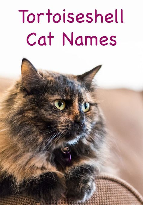 Tortoiseshell Cat Names, Tortie Kitten, Girl Cat Names, Tortoiseshell Cats, Unique Cat Names, Cute Cat Names, Polydactyl Cat, Tortoiseshell Cat, Tortoise Cat