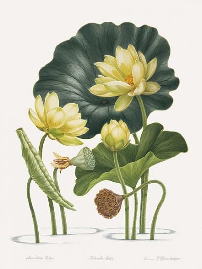 Dianne McElwain Nelumba lutea American Lotus Vintage Art Free, American Lotus, Botanical Artists, Lotus Flower Pictures, Lotus Plant, Lotus Flower Art, Lotus Painting, Lotus Art, Pola Sulam