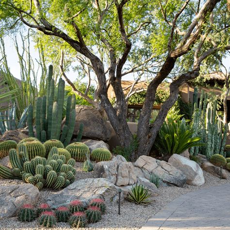 Desert Landscape Front Yard, Desert Landscaping Backyard, Desert Landscape Design, Cactus Garden Landscaping, Creative Gardens, Dry Gardens, Desert Backyard, Arizona Backyard, Arizona Decor