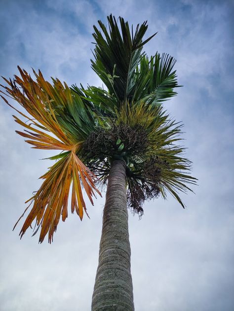 Another term for Areca nut. Areca Nut, Betel Nut, Photographer, Quick Saves