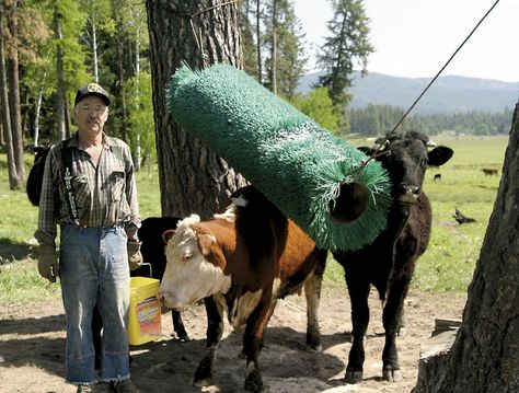 Street Sweeper Brooms Make Nifty Back Scratchers Cow Brush, Cow Accessories, Cattle Facility, Ferdinand The Bull, Shop Hacks, Ferdinand The Bulls, Horse Farm Ideas, Street Sweeper, Farm Hacks