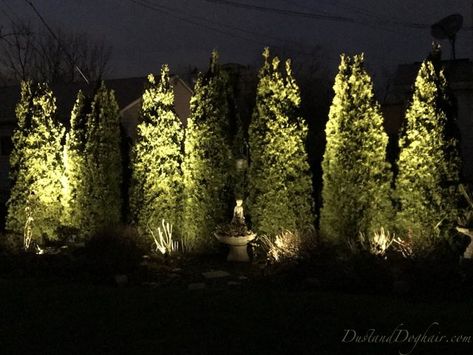 DIY Uplighting — Year-round, Low-cost Magic in Your Yard Diy Uplighting, Outdoor Tree Lighting, Landscape Lighting Design, Front Garden Landscape, Outdoor Trees, Outdoor Landscape Lighting, Beautiful Yards, Outdoor Landscape, Privacy Screens