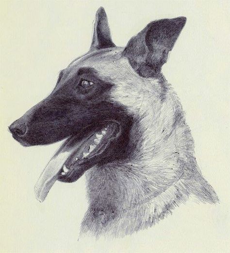 Malinois Belgian Malinois Drawing, Belgian Malinois Tattoo, Malinois Drawing, Malinois Tattoo, Belgian Malinois Training, Dog Line Art Tattoo, Dog Portrait Tattoo, Belgian Malinois Puppies, Belgium Malinois