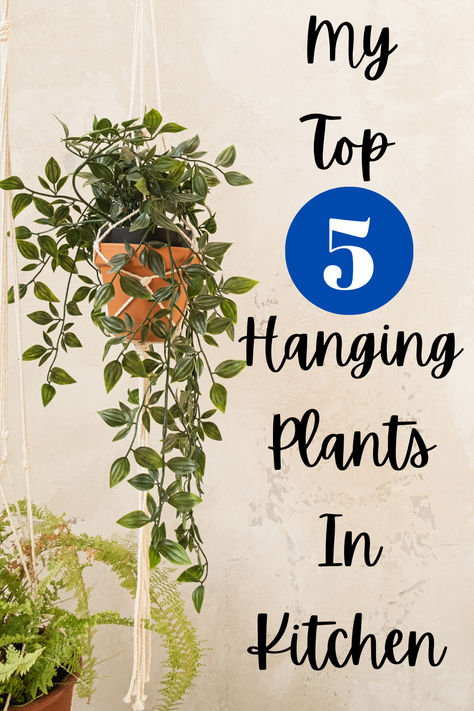 "Transform your kitchen with stunning hanging plants that bring life and 
freshness to your space! Discover creative hanging plants indoor window 
ideas that are perfect for small kitchens. Explore various indoor hanging 
plants ideas to elevate your decor, whether it's in the kitchen, bathroom, 
or laundry room. From small living room ideas to small bathroom ideas, 
learn how to hang plants indoors effortlessly!" Indoor Plant Hanging Ideas Window, Plant On Fridge, Hanging Plant Kitchen, Hanging Plants In Kitchen Window, Hanging Plants Indoor Window, Hanging Plants In Kitchen, Hanging Herbs In Kitchen, Best Plants For Kitchen, Hanging Plants In Front Of Window