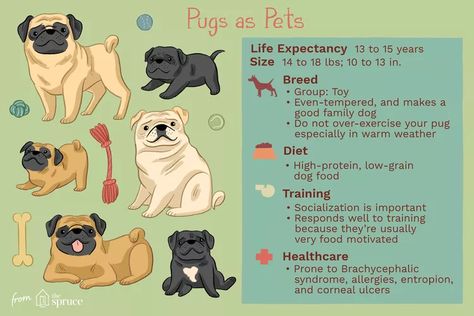 Pug: Dog Breed Characteristics & Care Pug Food Recipes, Pug Puppy Care, Pug Training, Boarding Kennels, Baby Pug, Pug Breed, Pug Names, Puppy Checklist, Bearded Dragon Cute