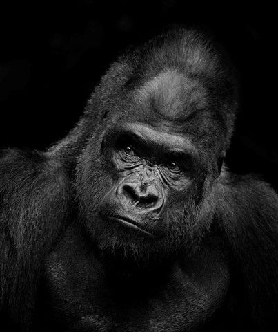 Strongest Animal, Gorilla Tattoo, Gorillas Art, Silverback Gorilla, Wild Animals Photography, Mountain Gorilla, Great Ape, Animal Sketches, Primates