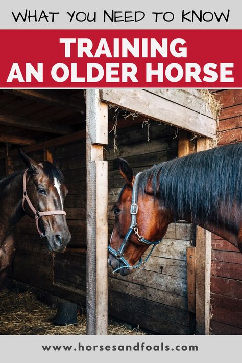 Training A Yearling Horse, Senior Horse Care, Horses Foals, Horses Training, Senior Tips, Horseback Riding Boots, Liberty Horse Training, Taking Care Of Horses For Beginners, Horse Walker