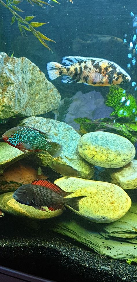 OB peacock(Aulonocara sp), Jewel, firecracker Cichlid. Fish Pet, Fish, Animals