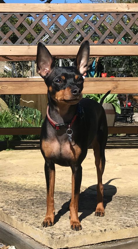 Toy Manchester Terrier, Miniature Pincher, Mini Pincher, Pincher Dog, English Toy Terrier, Miniature Pinscher Dog, Mini Pinscher, Min Pins, Pet Paradise