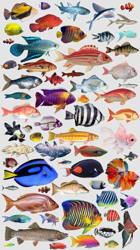 fish #fish #birthdaysuit #weirdcore Bright Colour Artwork, Digital Design Projects, Wallpaper Funky Art, Wallpaper Funky, Number Artwork, Fish Colorful, Colourful Aesthetic, Colourful Fish, Collage Wall Art