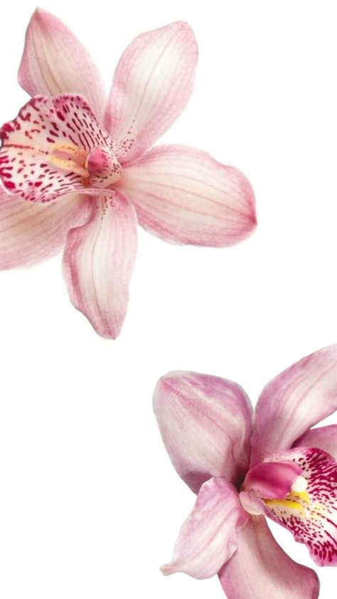 Cute Summer Wallpapers, Flower Icons, Iphone Wallpaper Themes, Pink Orchids, Flower Therapy, Wallpaper App, Summer Wallpaper, Orchid Flower, Ipad Wallpaper