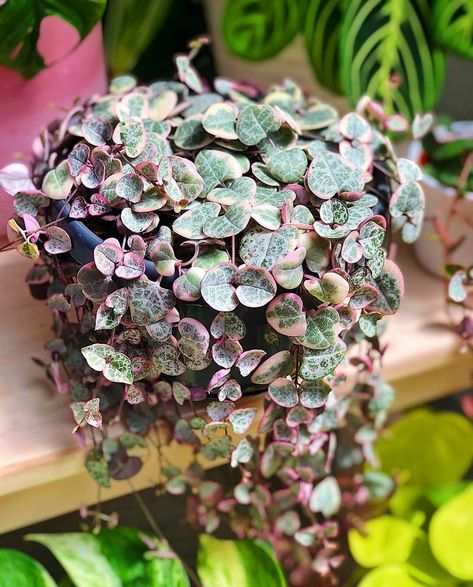 ceropegia woodii Variegated String Of Hearts, String Of Hearts Plant, Ceropegia Woodii, String Of Hearts, Green Earth, House Plant Care, New Growth, Potted Plants, Indoor Plants