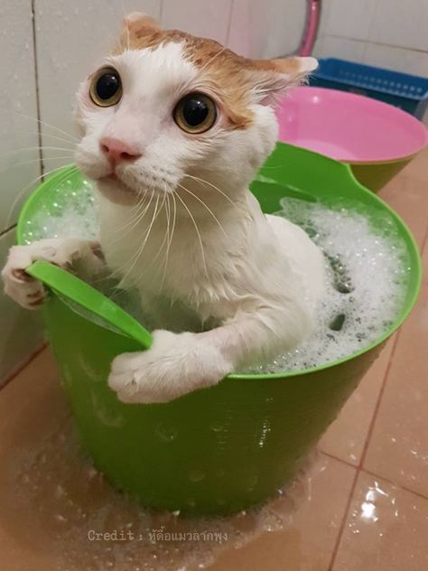 cat ♡ Cats In Water, Cat In Bath, Cat In Water, Petting Cat, Cat Bathing, Silly Cars, Cat Patterns, Funny Looking Cats, Cat Bath