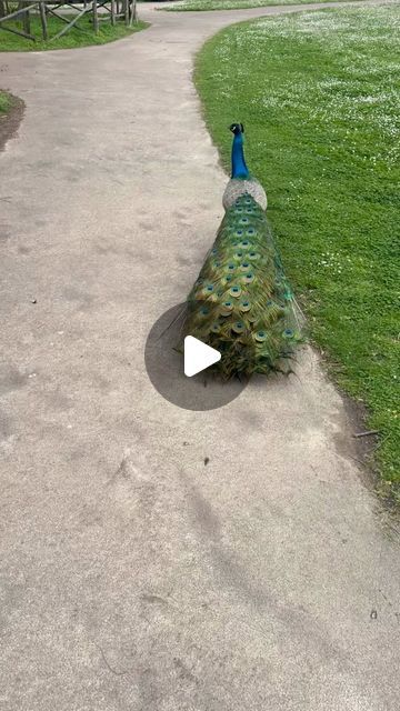 Vast Bond TA on Instagram: "Be like a peacock and Dance with all your beauty.
#peacock #birdphotography #birds #natural #nationalgeographic #park #instagram" Peacock Dance, Peacock Photos Beautiful Birds, Baby Peacock, Peacock Photography, Peacocks, Peacock Photos, Bird Photography, National Geographic, Beautiful Birds