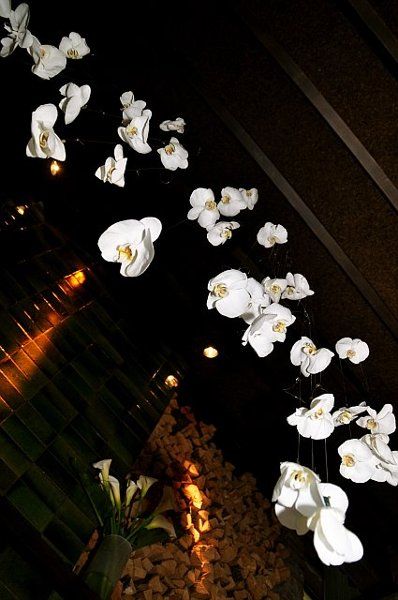 orchids hanging from ceiling Hanging Orchids Wedding, Ideas For Wedding Ceremony, White Orchids Wedding, Hanging Orchid, Flower Ceiling, Indoor Flowering Plants, Dendrobium Orchids, Orchid Wedding, Orchid Arrangements