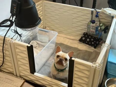 French Bulldog Whelping | Master The Art Of Whelping Puppies With These 100% Great Tips | Le Pepite Frenchies Whelping Puppies, Whelping Box, Dog Breeding, Potty Pads, Frenchie Puppy, Feeding Tube, French Bulldog Puppy, Puppy Food, Mini Fridge