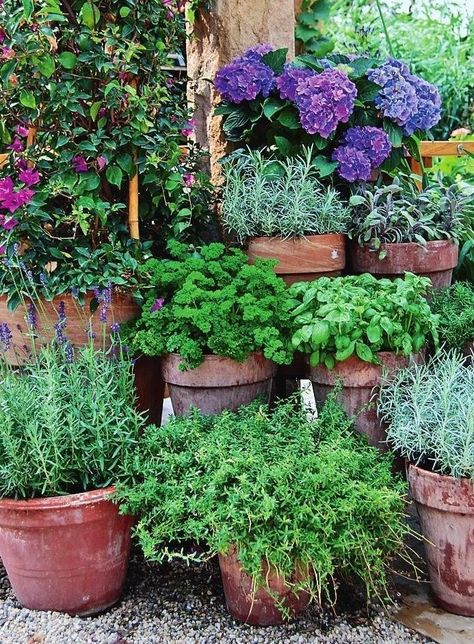 Small Courtyard Gardens, Garden Containers, Plants And Flowers, Courtyard Garden, Veggie Garden, Garden Cottage, Front Garden, Dream Garden, Small Garden