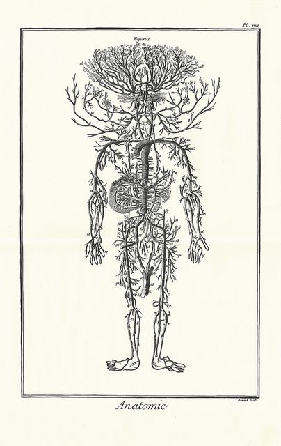 "Anatomie" from the Dictionnaire Raisonn' des Sciences, des Arts des Metiers (1751) | Flickr - Photo Sharing! Arterial System, Medical Art, Scientific Illustration, The Human Body, Anatomy Art, Human Anatomy, Dreamcatcher Tattoo, Nervous System, 18th Century