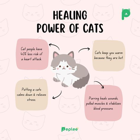 The healing power of cats !⭐💗 Which ones are your favourite fact? Comment Below!🥺 #Peplee #Cute #Cats #Love #CatFacts Cute Cats Love, Cats Healing Powers, Cat Healing, All About Cats Facts, Cat Therapy, Tips For Cat Owners, Information About Cats, Fun Facts About Cats, Facts About Cats