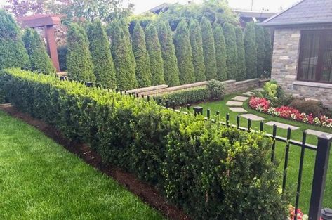 Evergreen Shrubs For Shade | Top 17 Choices — PlantingTree.com Privacy Trees Fast Growing, Hicks Yew, Yew Shrub, Privacy Hedge, Shade Shrubs, Privacy Trees, Privacy Landscaping, Garden Shrubs, Fence Landscaping