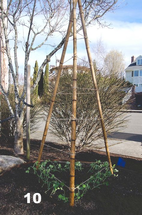 Many snap pea and snow pea varieties can easily grow to reach 7' tall so building a structure to support your pea vines is crucial. One of the most inexpensive, and easiest ways to create a tall semi-permanent trellising structure for your peas is with 8' bamboo poles (about $5 each at your local hardware store) and Jute Twine garden twine. Snap Pea Trellis, Snap Peas Garden, Pole Bean Trellis, Teepee Trellis, Bean Trellis, Pea Trellis, Snow Pea, Snap Pea, Bamboo Trellis