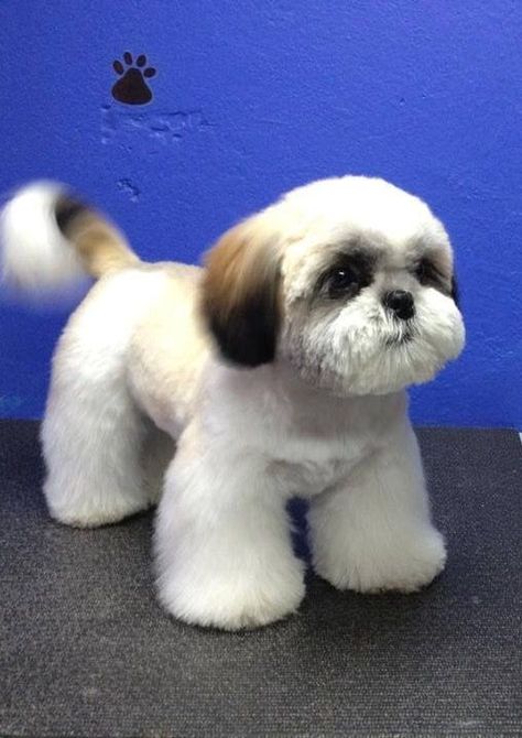 Fluffy Dog Haircut, Shitzu Dogs Haircuts, Shih Tzu Grooming Styles, Shih Tzu Hair Styles, Dog Grooming Shih Tzu, Shih Tzu Puppy Cut, Puppy Care Tips, Puppy Haircut, Shih Tzu Haircuts