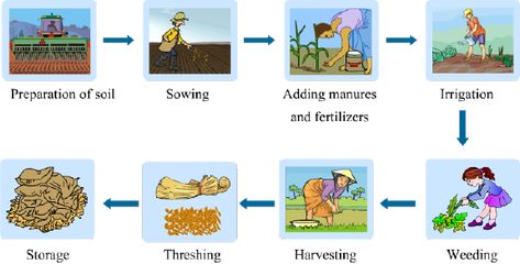 CROP PRODUCTION AND MANAGEMENT (CLASS 6, SCIENCE) Crop Production And Management Class 8, Crop Production And Management Notes, Clinical Psychology Student, Crop Production And Management, Classroom Charts, Integrated Pest Management, Soil Texture, Crop Production, Science Lesson