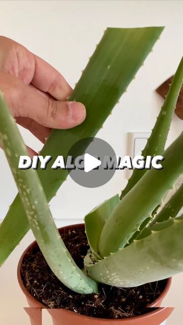 Armen Adamjan on Instagram: "Aloe = Magic for Plants! 🌱🤩 . . . #aloe #aloevera #lifehacks #hacks #tipsandtricks #gardening #planttips #instagood #diy #howto #learn #tips" Grow Aloe From Clipping, Home Made Fertilizer, Aloe Plant Care, Aloe Vera For Hair, Plant Projects, Aloe Vera Plant, Aloe Plant, Fertilizer For Plants, Propagating Plants