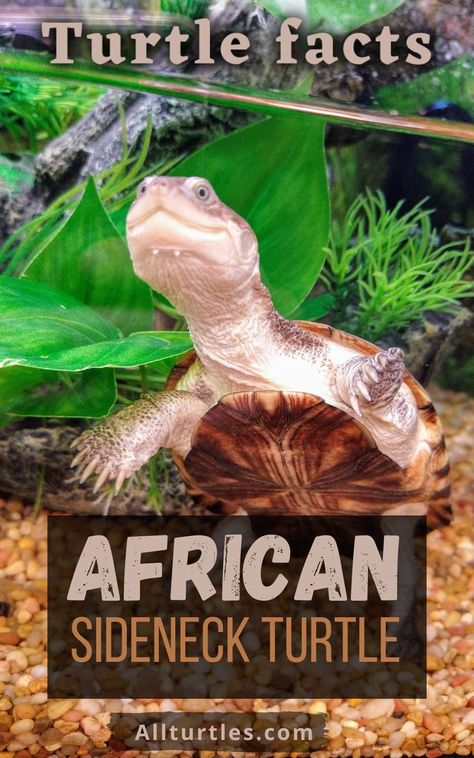 African Sideneck Turtle, Mud Turtle, Aquatic Turtle Tank, Seahorse Tank, Turtle Enclosure, Types Of Turtles, Freshwater Turtles, Turtle Facts, Turtle Care