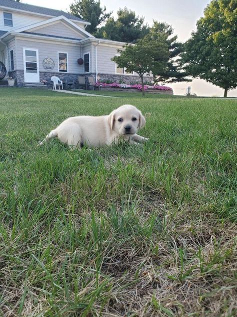 Cute AKC female labrador retriever puppies for sale, Contact WHATSAPP/TEXT :+1 (908) 312-0685 #creamlabrador #whitelabradorpuppy #labradorretriever #cutelabrador #retrieverpuppies Female Labrador, Whatsapp Text, Labrador Retriever Puppies, Retriever Puppies, Retriever Puppy, Puppies For Sale, Labrador Retriever, Labrador, Puppies