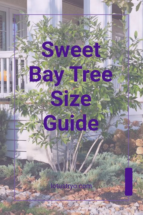 Curious about how large sweet bay trees grow? These lovely evergreen trees typically reach heights up to 20 feet and can spread to 10 feet in width. Perfect for gardens and landscapes, they are known for their fragrant leaves that enhance culinary dishes. Whether you're planting one in your yard or appreciating its beauty, knowing its growth habits helps you plan the best space. Surprise your friends with these interesting facts about sweet bay trees and how to maintain them throughout the years. Sweet Bay Tree, Culinary Dishes, Bay Trees, Laurus Nobilis, Tree Growth, Bay Tree, Powdery Mildew, Ornamental Trees, Evergreen Trees