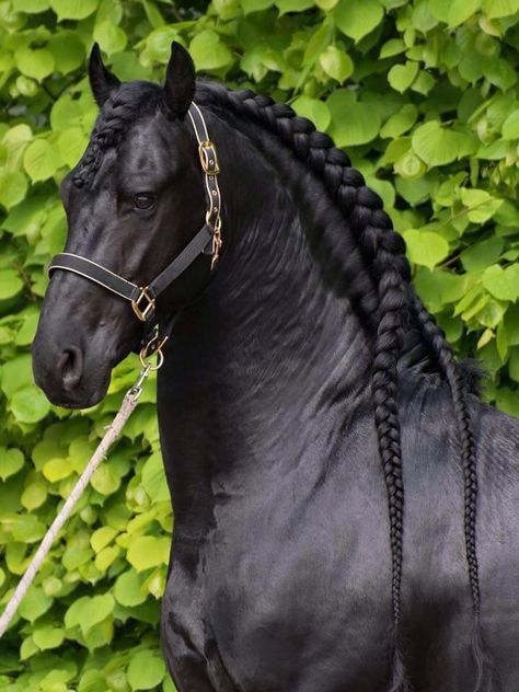 Black Friesian Horse Braided Mane Halter Stallion Gelding Mare Horse Hairstyles, Horse Braids, Horse Braiding, Friesian Horses, Regnul Animal, Horse Mane, Andalusian Horse, Black Horses, Most Beautiful Horses