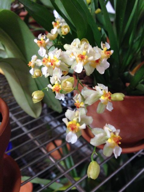 Oncidium twinkle Oncidium Twinkle, Oncidium Orchid, Oncidium Orchids, Orchid Photography, Orchid Varieties, Orchid Show, Orchid Plants, Beautiful Orchids, Orchid Flower