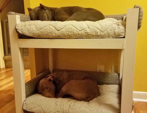 Cat Bunk Beds, Pet Bunk Bed, Dog Bunk Beds, Bunk Bed Ideas, Pallet Dog Beds, Custom Bunk Beds, Diy Bunk Bed, Bottom Bunk, Loft Bunk Beds