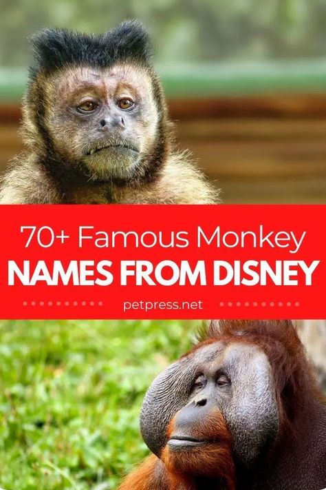 Fan of famous Disney characters and own a cute monkey? Check out the famous monkey names that are cute and funny for your pet monkey. Funny Animal Names List, Girl Pet Names, Monkey In Space, Camp Lazlo, Monkey Names, Orange Monkey, Monkey Species, Pet Detective, Monkey Memes